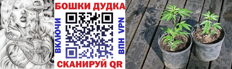 Конопля сатива  дарнет шоп  Ленинск 